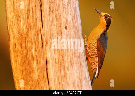 Bird - evening light. Golden-naped woodpecker, Melanerpes chrysauchen, sitting on tree trink with nesting hole, black and red bird in nature habitat, Stock Photo