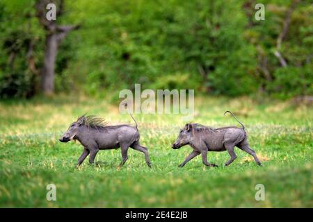 Warthog running, brown wild pig with tusk. Close-up detail of animal in nature habitat. Wildlife nature on African Safari, Okavango delta, Botswana in Stock Photo