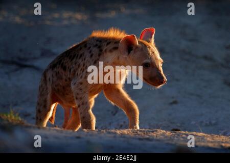 Young hyena pup, evening sunset light. Hyena, detail portrait. Spotted hyena, Crocuta crocuta, angry animal near the water hole, beautiful evening sun Stock Photo