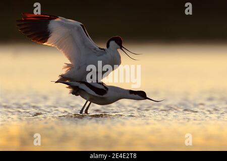 Mating in sunset, bird love in the water. Pied Avocet, Recurvirostra avosetta, black and white bird in the water, France. Wildlife scene from nature. Stock Photo