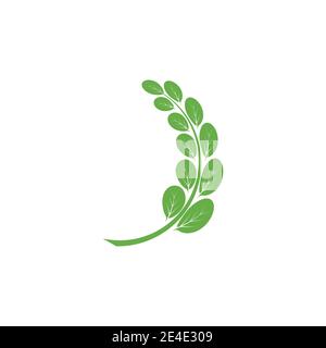 Moringa leaf Logo Template vector symbol nature Stock Vector