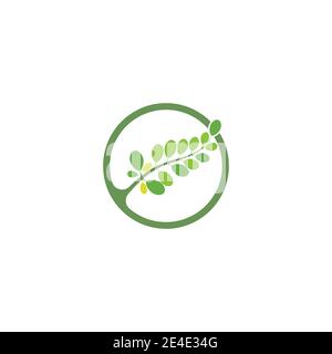 Moringa leaf Logo Template vector symbol nature Stock Vector