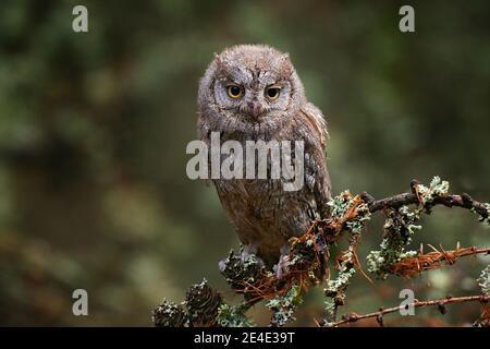Scops Owl, Otus scops, sitting on tree branch in the dark forest. Wildlife animal scene from nature.     Little bird, owl close-up detail portrait in Stock Photo