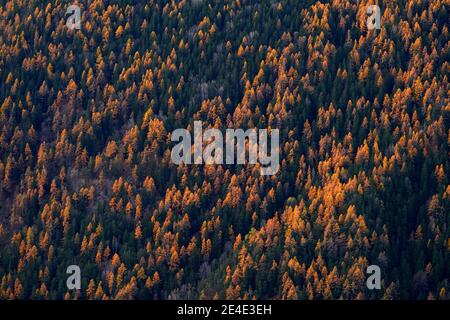 Beautiful orange and red autumn forest, many trees on the orange hills, Switzerland in Alps, Europe. Stock Photo