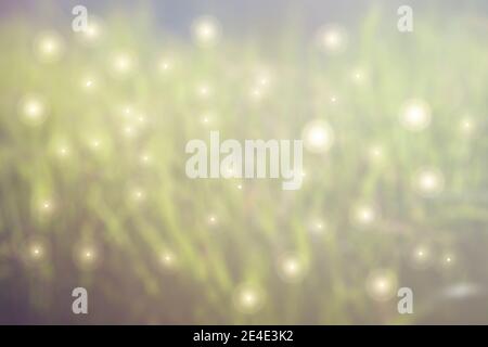 Fabulous blurred background with highlights and sparks of light-green grass Stock Photo