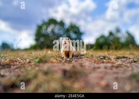 European Ground Squirrel, Spermophilus citellus, sitting in the green grass during summer, wide angle habitat, Czech Republic. Wildlife scene from nat Stock Photo