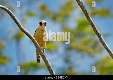 Laughing falcon, Herpetotheres cachinnans, siting on the tree with blue sky, Tarcoles River, Carara National Park, Costa Rica. Bird in the nature habi Stock Photo