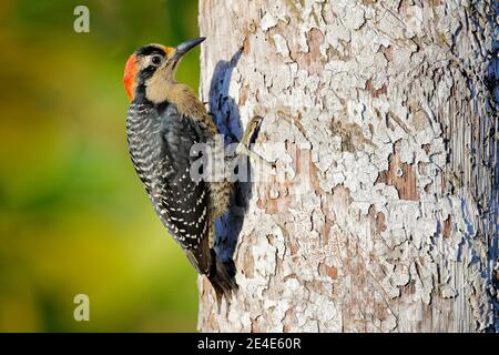 Woodpecker from Costa Rica, Black-cheeked Woodpecker, Melanerpes pucherani, sitting on the tree trunk with nesting hole, bird in the nature habitat, C Stock Photo