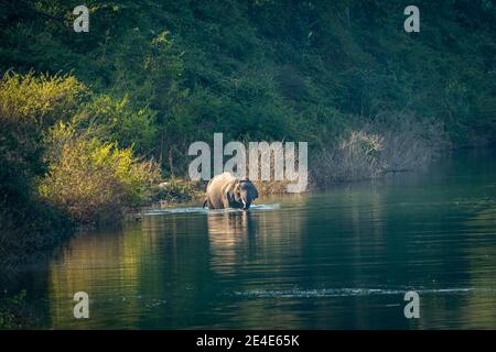 wild asian elephant or tusker with big tusks crossing ramganga river water at dhikala zone of jim corbett national park uttarakhand india - Elephas Stock Photo