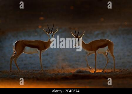 Springbok antelope, Antidorcas marsupialis, in the African dry habitat, Etocha NP, Namibia. Mammal from Africa. Springbok in evening back light. Sunse Stock Photo