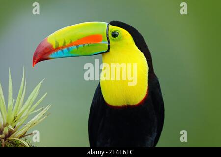 Wildlife from Yucatán, Mexico, tropical bird. Toucan sitting on the branch in the forest, green vegetation. Nature travel holiday in central America. Stock Photo