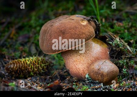 Edible mushrooms with excellent taste, neoboletus luridiformis Stock Photo