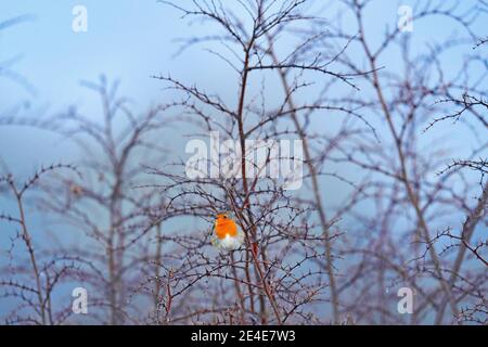 Misty cold morning with beautiful orange bird. European Robin, Erithacus rubecula, orange songbird sitting on gravel road with green background. Nice Stock Photo
