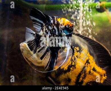 Black Angelfish (pterophyllum scalare) in aquarium Stock Photo