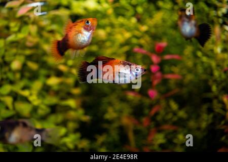 Platy fish (Xiphophorus maculatus) swimming in freshwater aquarium Stock Photo