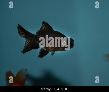 Goldfish (carassius auratus-black telescope) in a freshwater aquarium Stock Photo