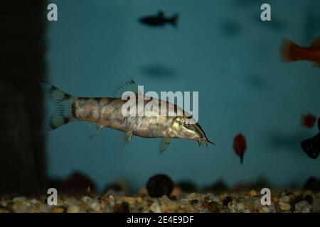 Botia almorhae (yoyo loach or Pakistani loach) in freswater aquarium Stock Photo