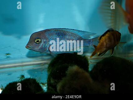 Blue Moorii Cyrtocara moorii (malawi blue dolphin)  is an exotic cichlid that comes from Lake Malawi in Africa Stock Photo