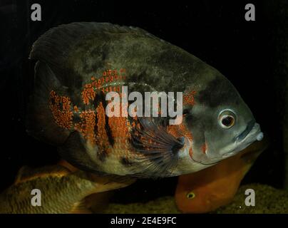 Oscar fish (Astronotus ocellatus). Tropical freshwater fish in aquarium. Stock Photo
