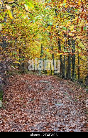 road full of leaves in a forest in autumn Stock Photo