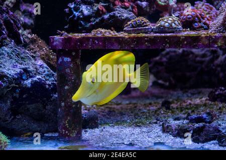 Zebrasoma flavescens - Yellow Tang swimming in marine aquarium Stock Photo