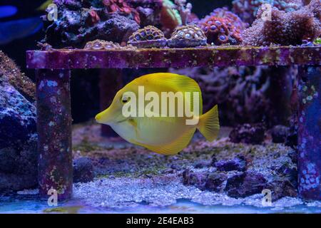 Zebrasoma flavescens - Yellow Tang swimming in marine aquarium Stock Photo