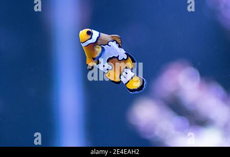 Amphiprion Ocellaris Clownfish In Marine Aquarium (Nemo fish) Stock Photo