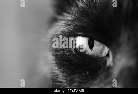 black and white closeup of cat's eye, eye of an black cat watching you