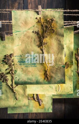 Herbal laboratory with dried plants and herbs on string Stock Photo