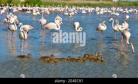 Group of flamingos (Phoenicopterus ruber) and ducks in water, in the Camargue is a natural region located south of Arles, France Stock Photo