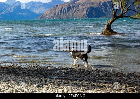 Shot of young man wearing hoodies and standing on the bank of lake Wanaka with iconic lone tree. South island of New Zealand. Stock Photo