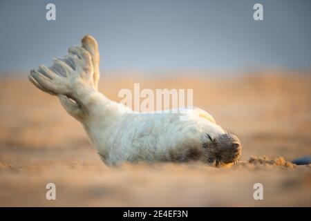 Grey seal pup Stock Photo