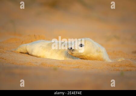 Grey seal pup Stock Photo