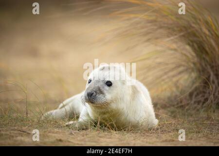 Grey seal pup Stock Photo