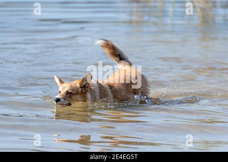 Welsh Corgi Pembroke dog swims in the lake and enjoys a sunny day