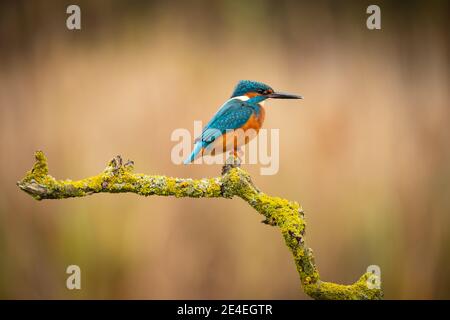 Colourful Kingfisher Stock Photo