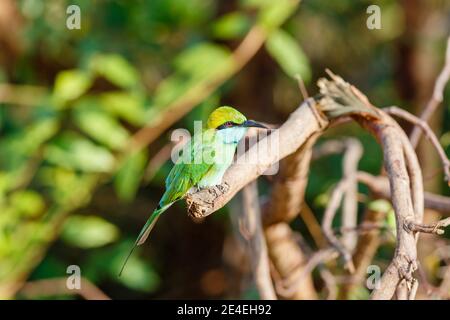A colourful Green bee-eater (Merops orientalis) perching on a branch seen on a wildlife safari, Udawalawe National Park, Sri Lanka Stock Photo