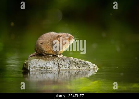 Curious Water Vole Stock Photo