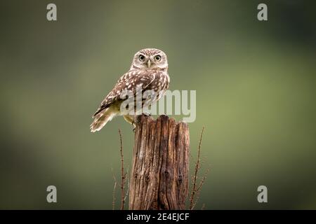 Male little owl Stock Photo