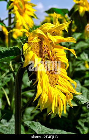 Closeup sunflower (Helianthus annuus) in France Stock Photo