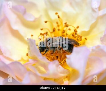 Bee collecting nectar on a pink aster flower. Nature scene with ...
