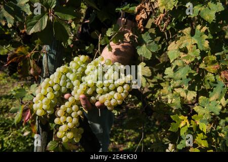 Venice - Island of Sant' Erasmo. Vineyards of grape Dorona. The autochthonous grape of the islands of the Venetian lagoon. Stock Photo