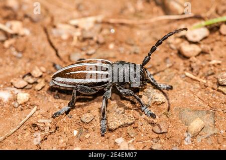 longhorn beetles, Iberodorcadion fuliginator, Coll de Pal, Catalonia, Spain