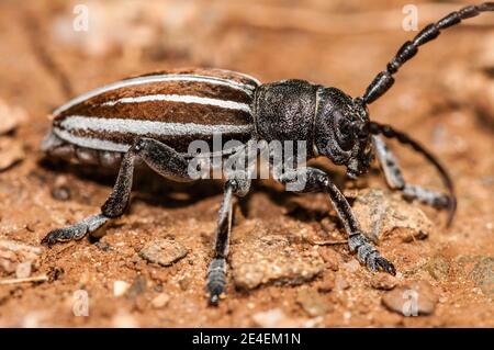longhorn beetles, Iberodorcadion fuliginator, Coll de Pal, Catalonia, Spain