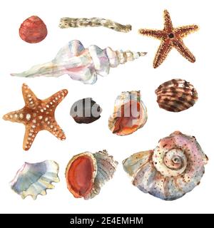 Beautiful watercolor set with colorful sea shell for decorative design. Artistic backdrop. Watercolor abstract art background. Stock Photo