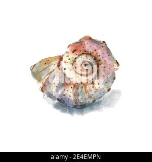 Beautiful watercolor shell with shadow for decorative design. Artistic backdrop. Underwater illustration. Stock Photo