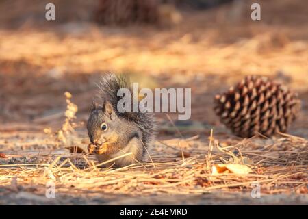 Douglas' Squirrel Tamiasciurus douglasii forage for pine nut on forest floor, Eastern Sierra Nevada Mountains, California, USA. Stock Photo