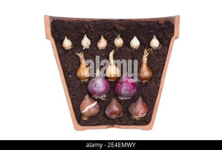 Bulb lasagne isolated on white background. Cross section of tulip, hyacinth, narcissus and muscari bulbs to illustrate layering of spring bulbs. Stock Photo