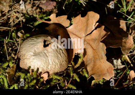 Common Earth Ball or Earthball, Lycoperdon perlatum, aka Common Puffball or Warted Puffball & Autumn Leaf on Forest Floor Provence France Stock Photo