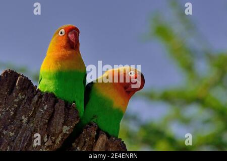 Lovebird Meal Time - There Are Many New Juvenile Lovebirds - YouTube